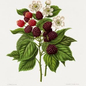 Vintage Blackberry Botanical Illustration