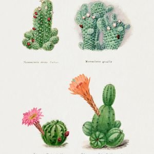 Vintage Cactus Assorted Framed Poster Canvas Wall Art Print