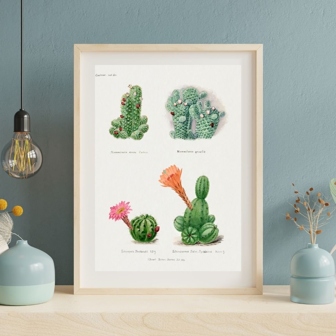 Vintage Cactus Assorted - Image 2