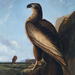 Washington Sea Eagle Print John James Audubon