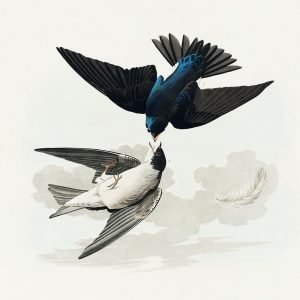 White Bellied Swallow Print Audubon