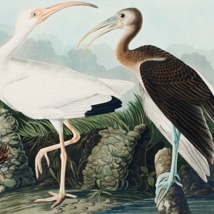 White Ibis Print John James Audubon