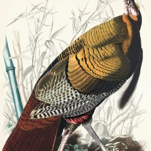 Wild Turkey Print John James Audubon