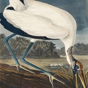 Wood Stork Bird Print John James Audubon