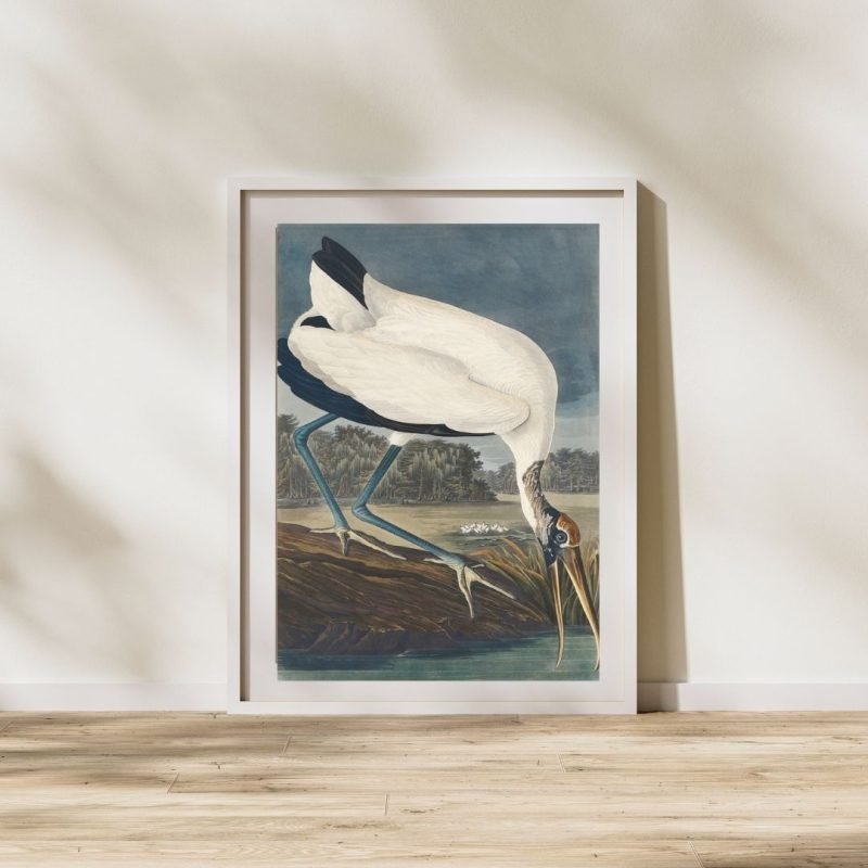 Wood Stork Bird Print John James Audubon Poster