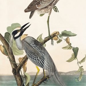 Yellow Crowned Heron Print Audubon