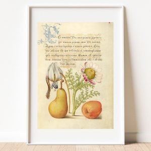Antique Botanical Fruit Print