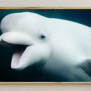 Baluga Whale Poster