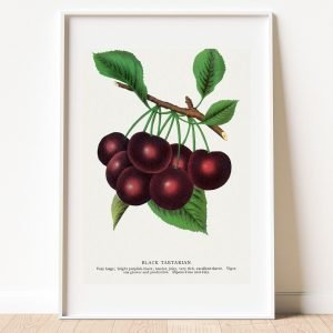 Black Tartarian Cherry Art Print