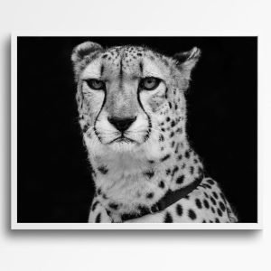 Black and White Cheetah print