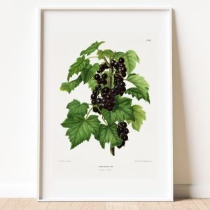 Blackcurrant Botanical Fruit Art Print