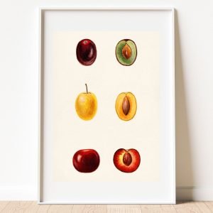 Cherry Plums Poster Print