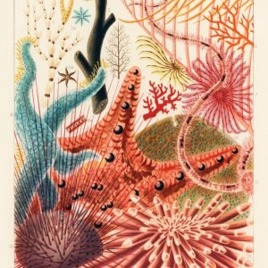 Echinoderms from The Great Barrier Reef of Australia