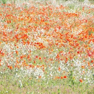 Field of White and Red Poppies Print