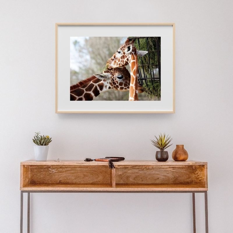 Giraffe Couple Poster wall art