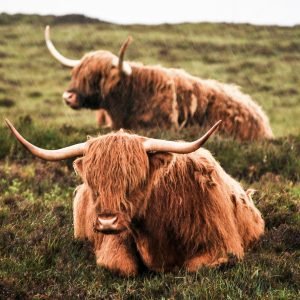 Highland Cows Resting Poster Print