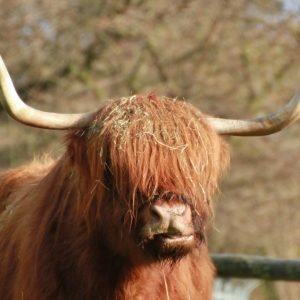 Long Hairy Highland Cow Grazing Print