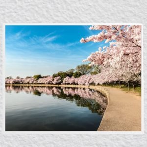 Potomac River Washington Spring Cherry Blossom Poster