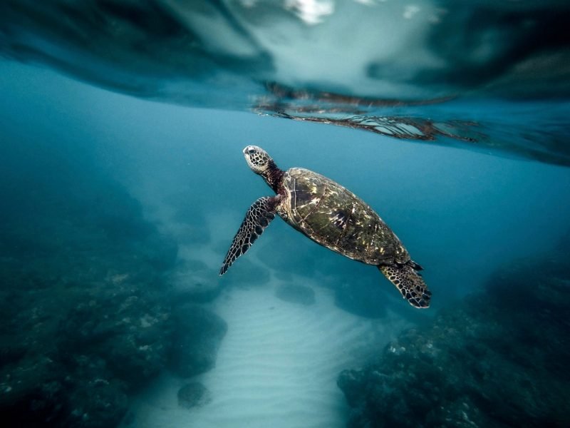 Sea turtle Swimming Ocean Poster
