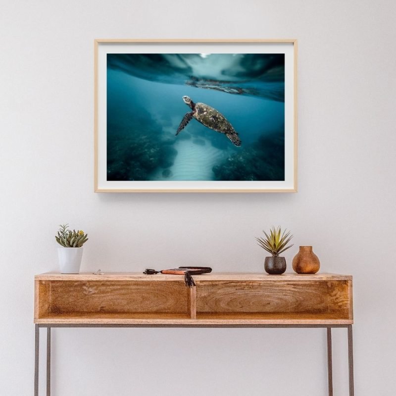 Sea turtle Swimming Ocean Poster Wall Art