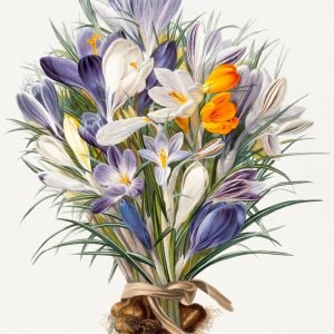 Spring Crocuses Vintage Flower Print