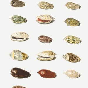 Twenty Tropical Shells Johann Gustav Hoch