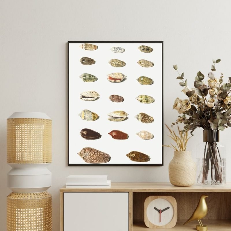 Twenty Tropical Shells Johann Gustav Hoch Canvas