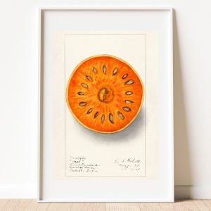 Vintage Bael Fruit (Aegle Marmelos) Print