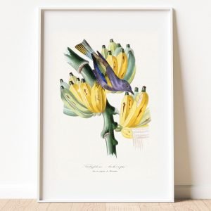Vintage Bird and Bananas Botanical Art