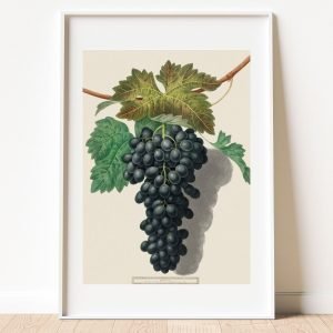 Vintage Black Grape Fruit Botanical Art Print