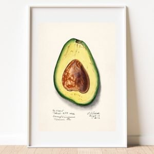 Vintage Botanical Avocado Art Print