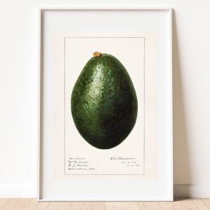 Vintage Botanical Avocado Poster