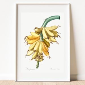 Vintage Botanical Banana Redoute Art Print
