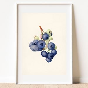 Vintage Botanical Blueberries Poster Print