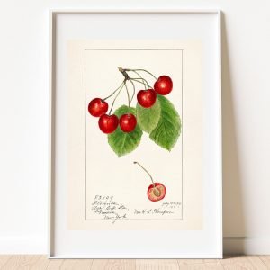 Vintage Cherries Botanical Print