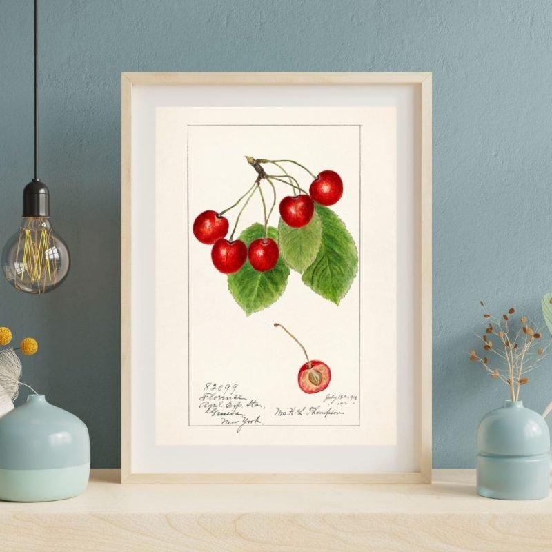 Vintage Cherries Botanical poster Print