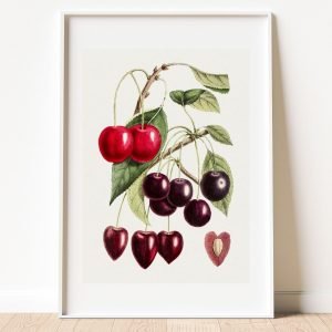 Vintage Cherry Fruit Botanical Print