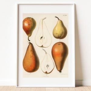 Vintage Fresh Pears Print