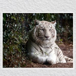 White Bengal Tiger Poster