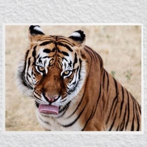 Wild Tiger Poster print