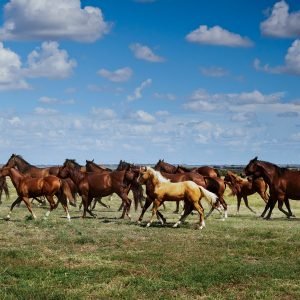 Wild horses Running on a Field Print