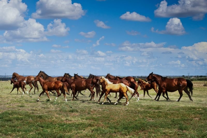 Wild horses Running on a Field Print