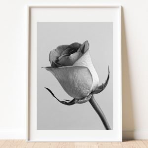 Black and white rose