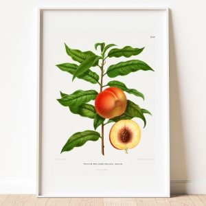 Botanical Peach Fruit Poster