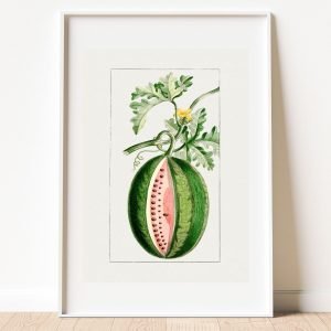 Botanical Watermelon Art Print
