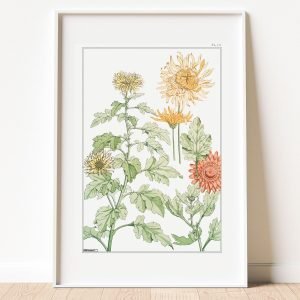 Chrysanthemum Botanical Art Print