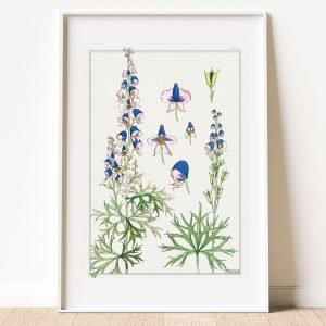 Monks Hood Vintage Botanical Print