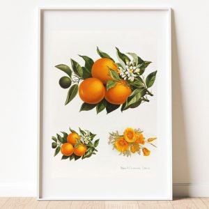 Oranges and Poppies Botanical Fruit Print