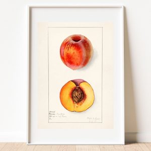 Peaches Botanical Fruit Art Print