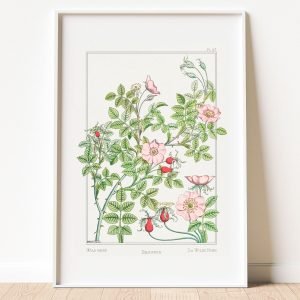 Pink Wild Rose Botanical Art Print